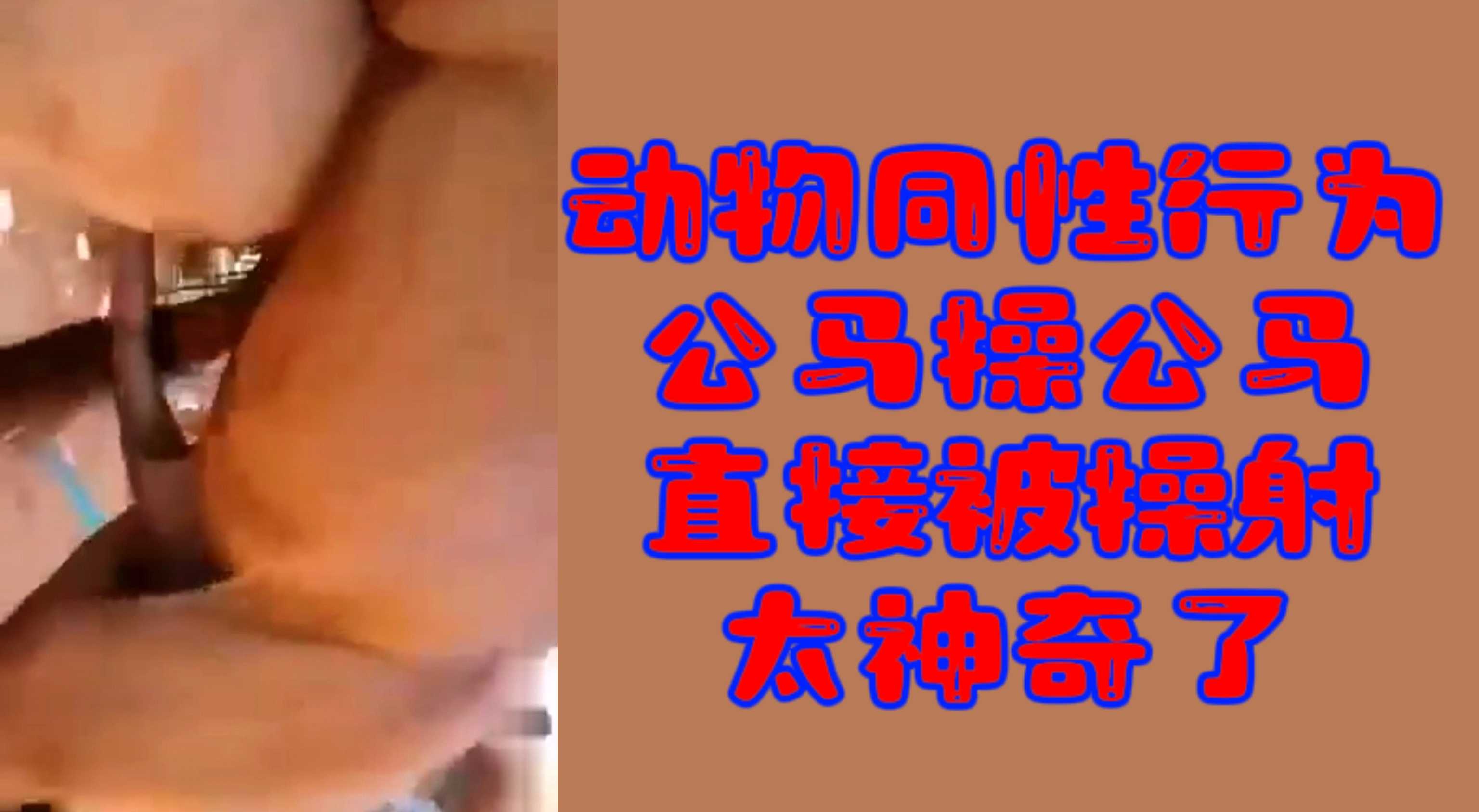 【猎奇性交】动物的同性行为公马操公马直接被操射太神奇了